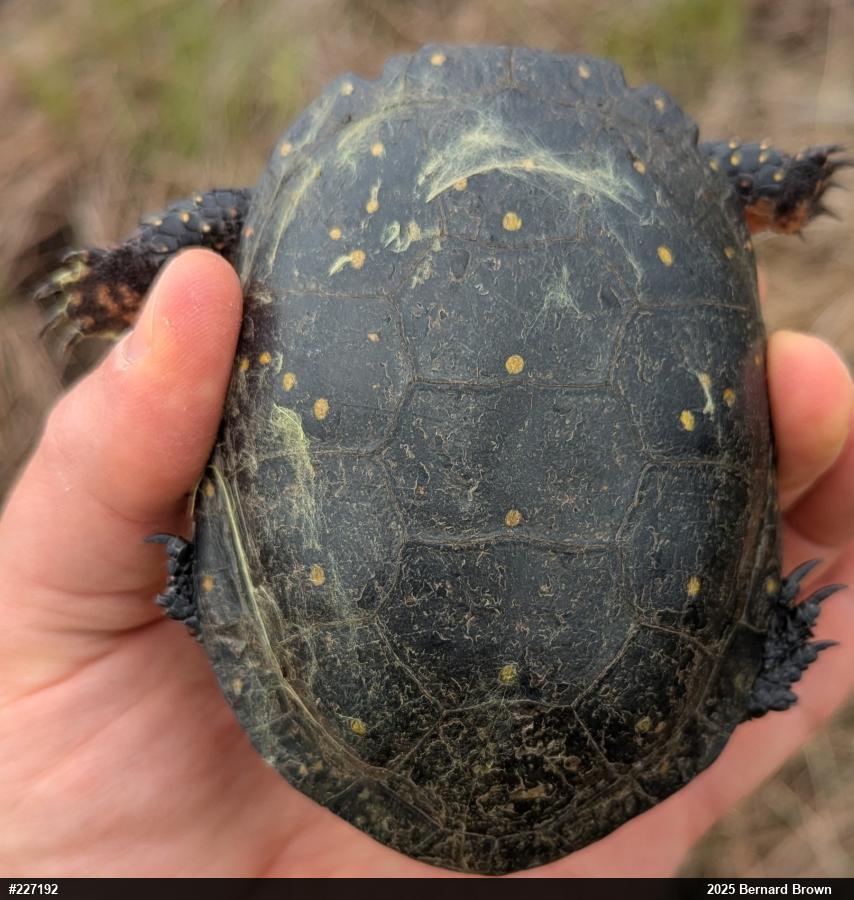 Spotted Turtle