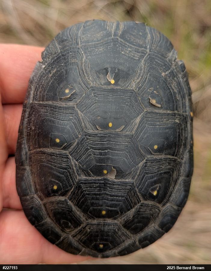 Spotted Turtle