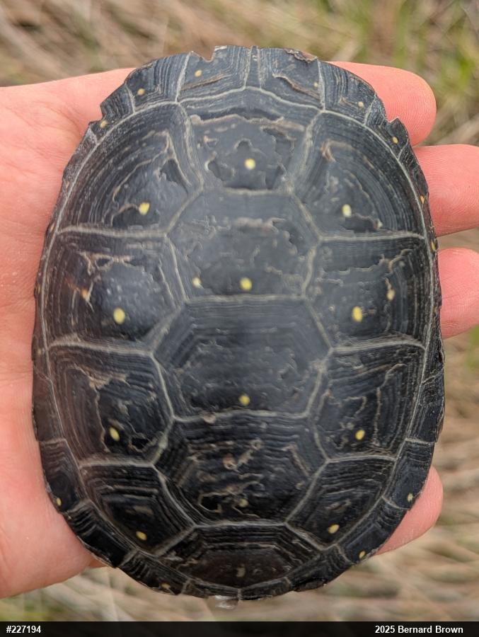 Spotted Turtle