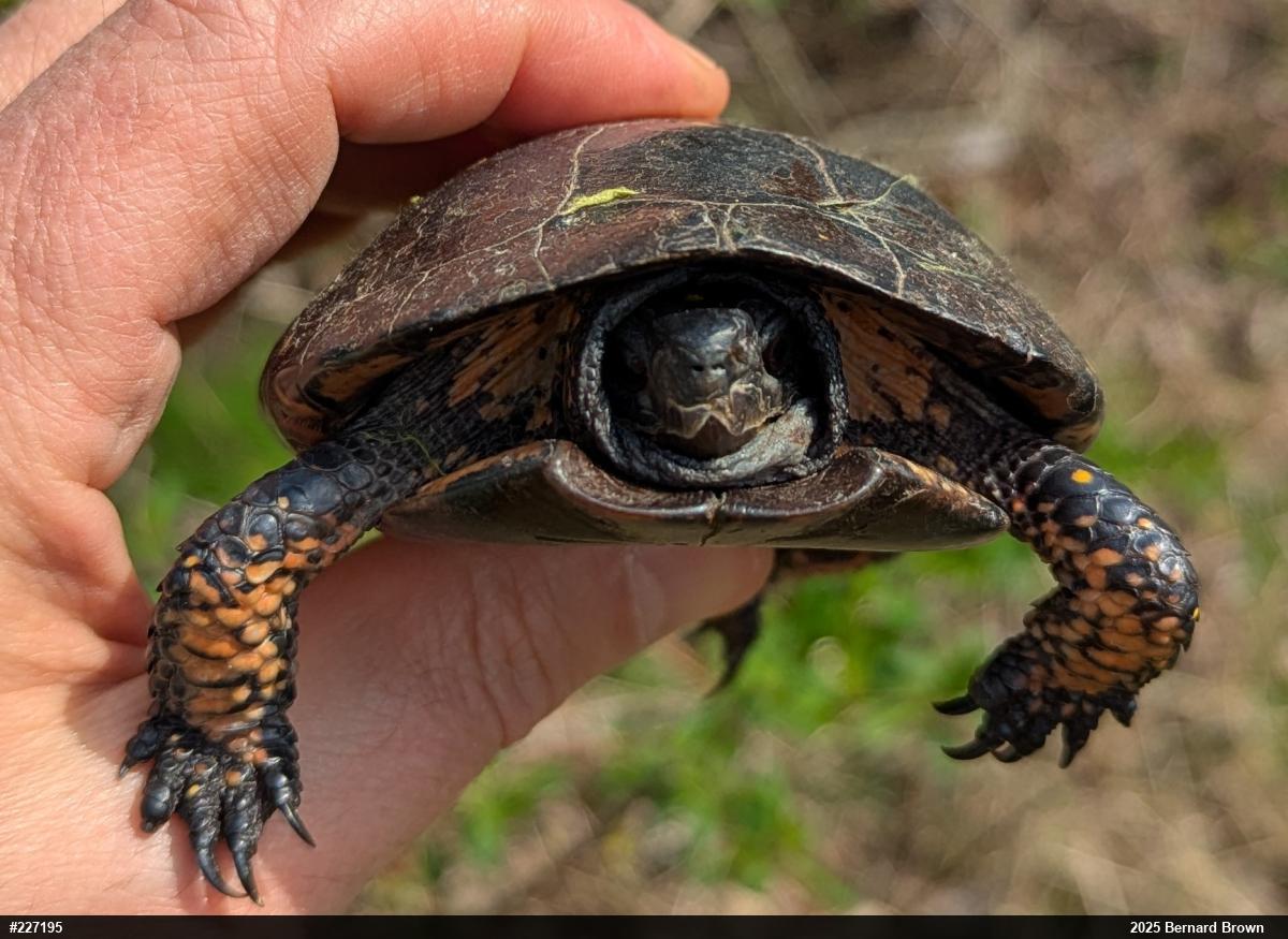 Spotted Turtle