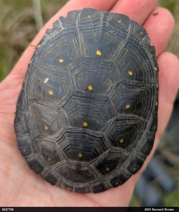 Spotted Turtle