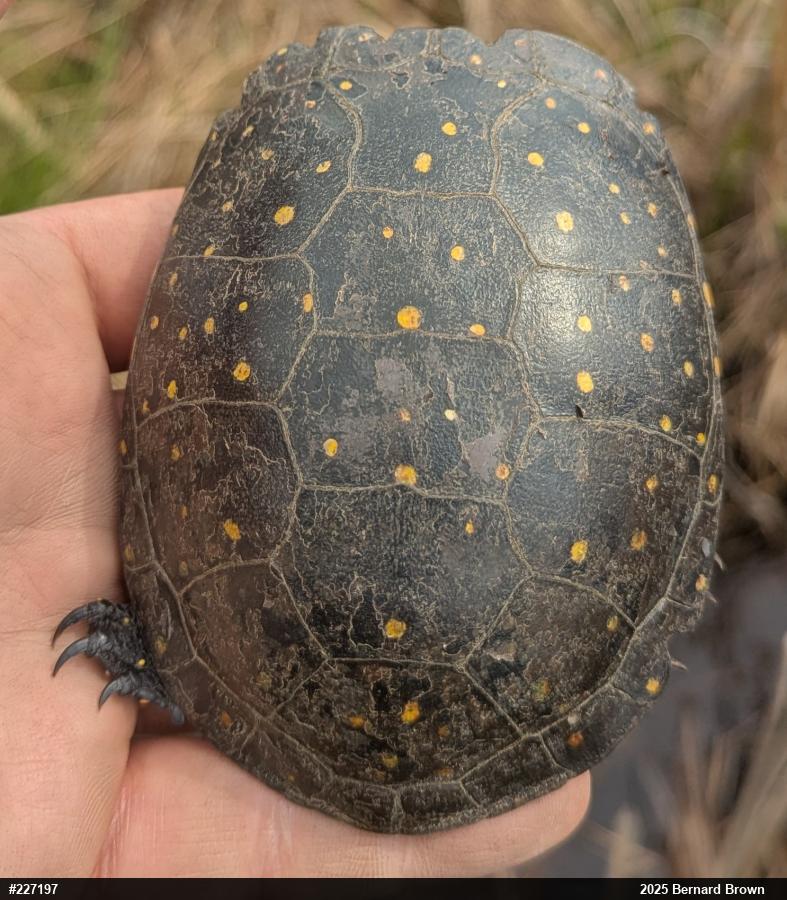 Spotted Turtle