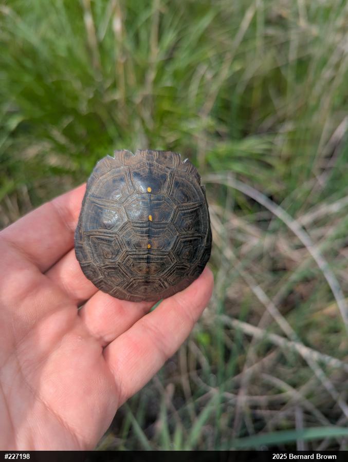 Spotted Turtle
