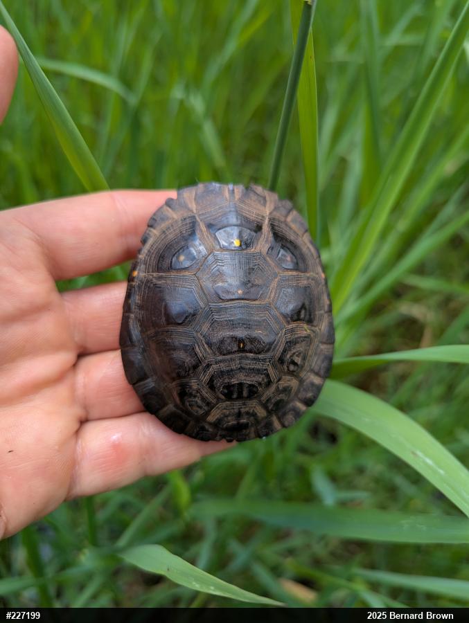 Spotted Turtle