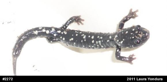 Northern Slimy Salamander