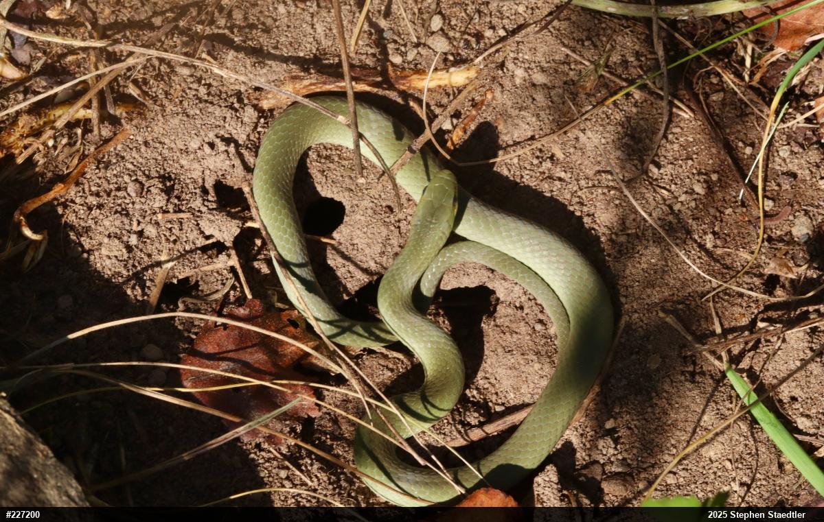 Smooth Greensnake