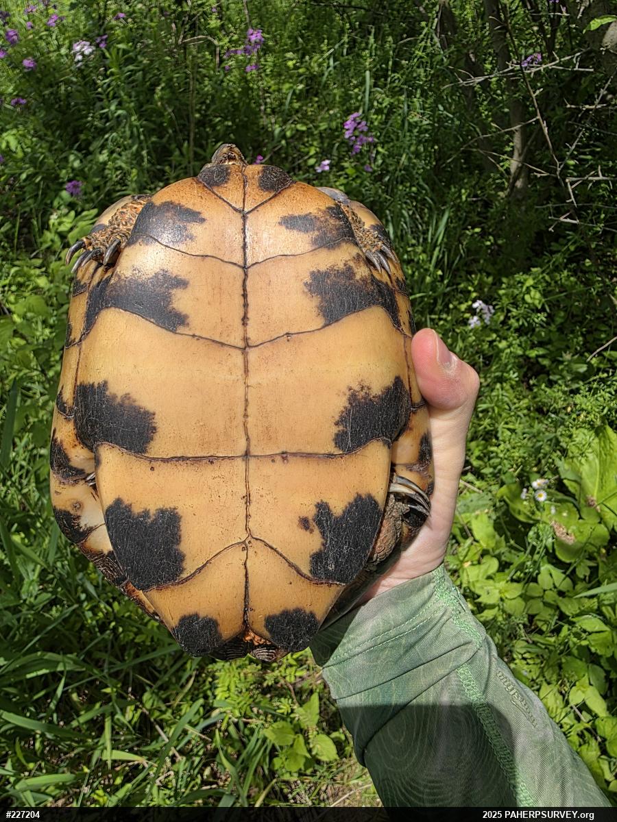 Wood Turtle