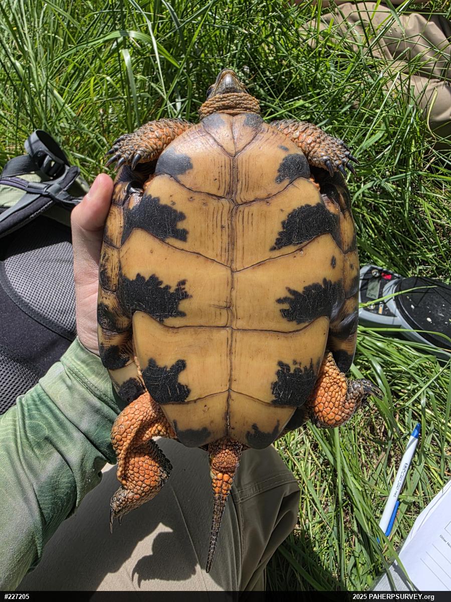 Wood Turtle