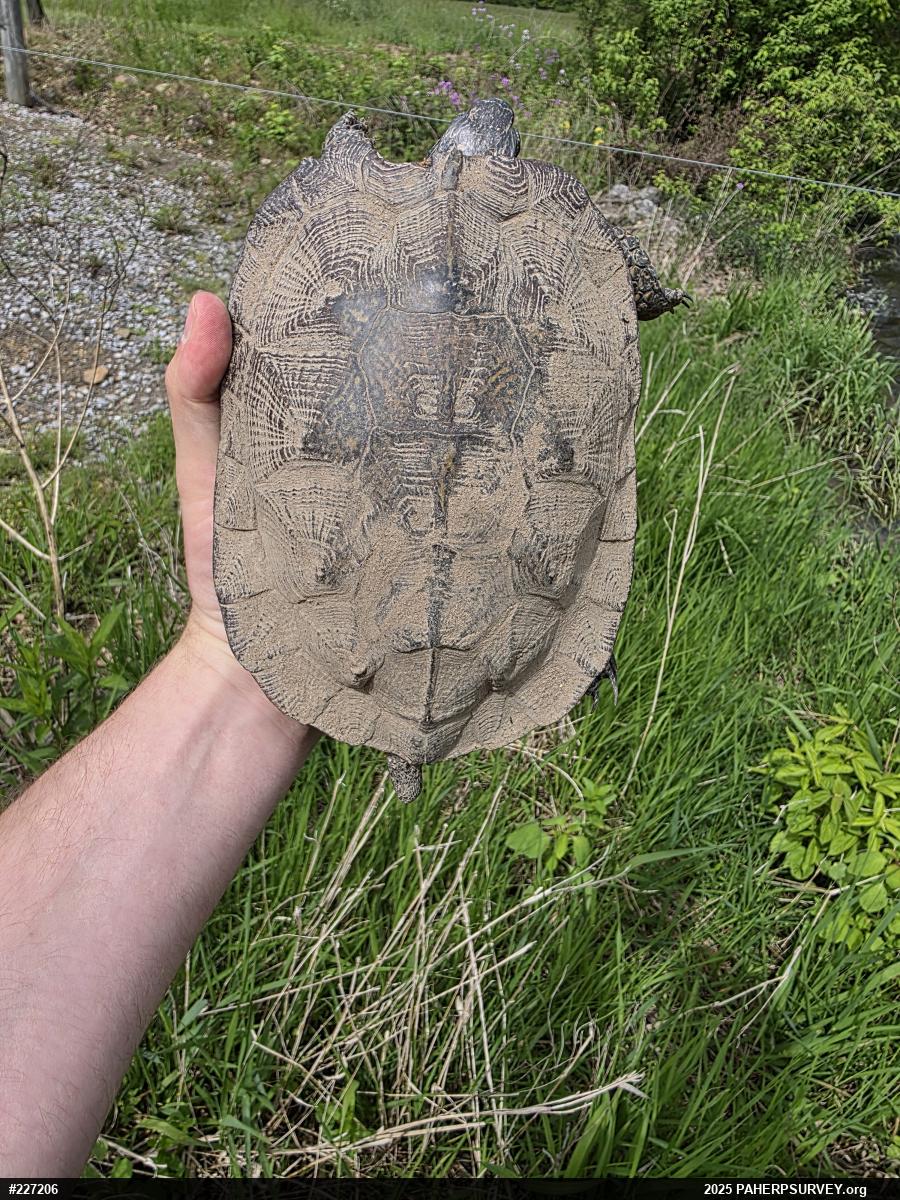 Wood Turtle