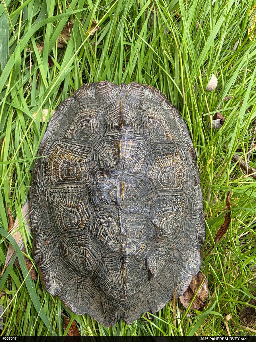 Wood Turtle