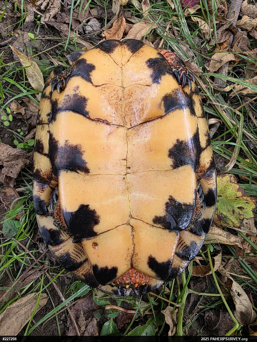 Wood Turtle