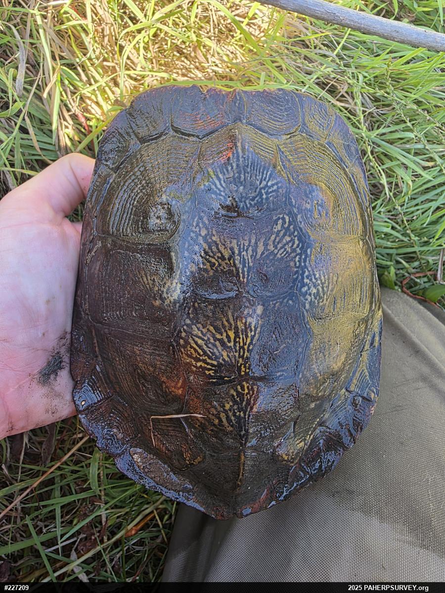 Wood Turtle