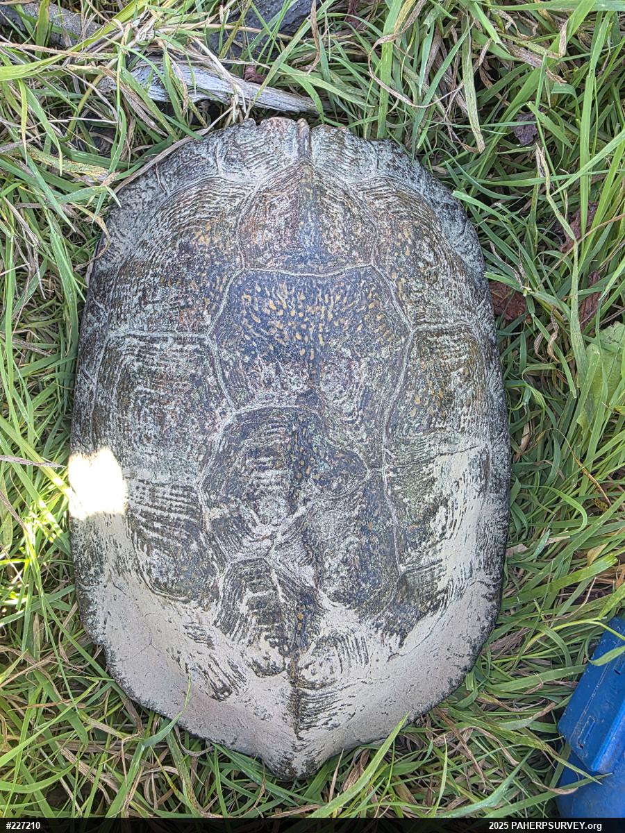 Wood Turtle