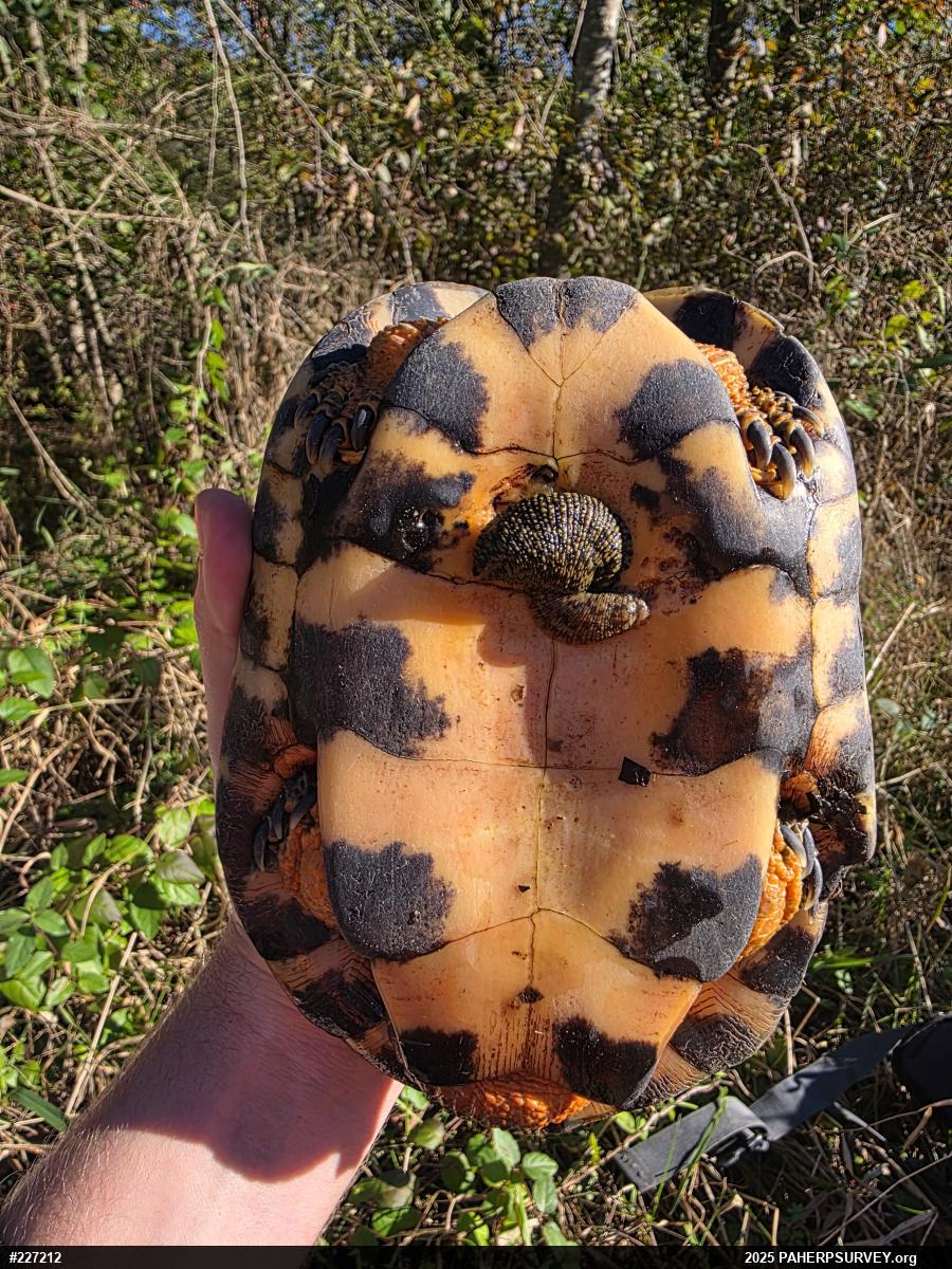 Wood Turtle