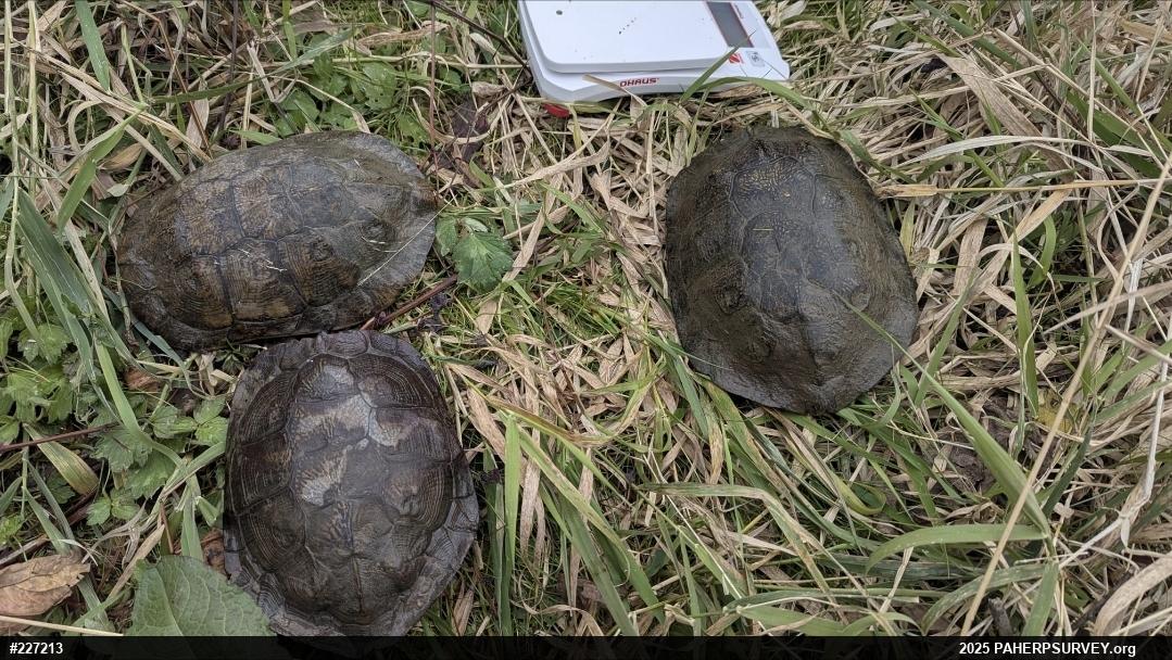 Wood Turtle