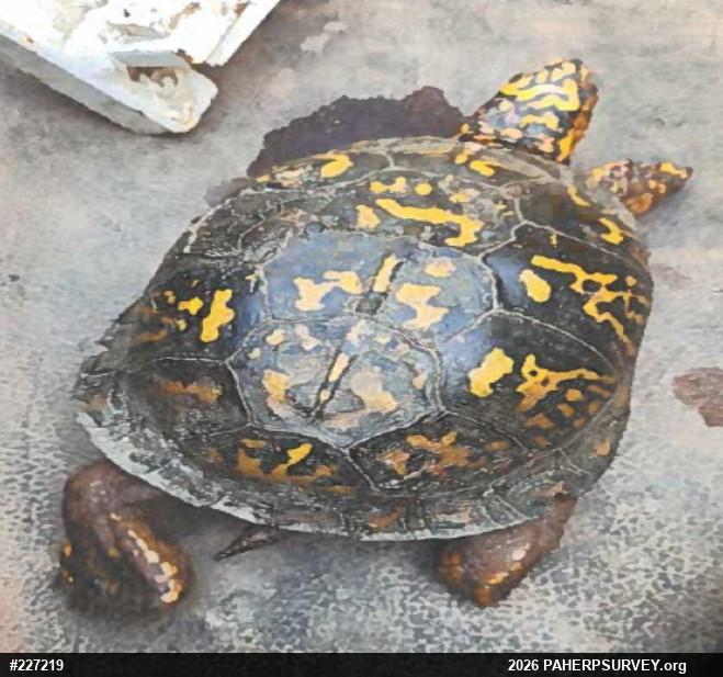 Eastern Box Turtle