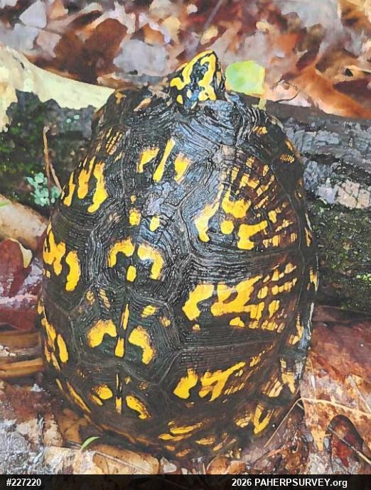Eastern Box Turtle