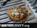 Eastern Box Turtle