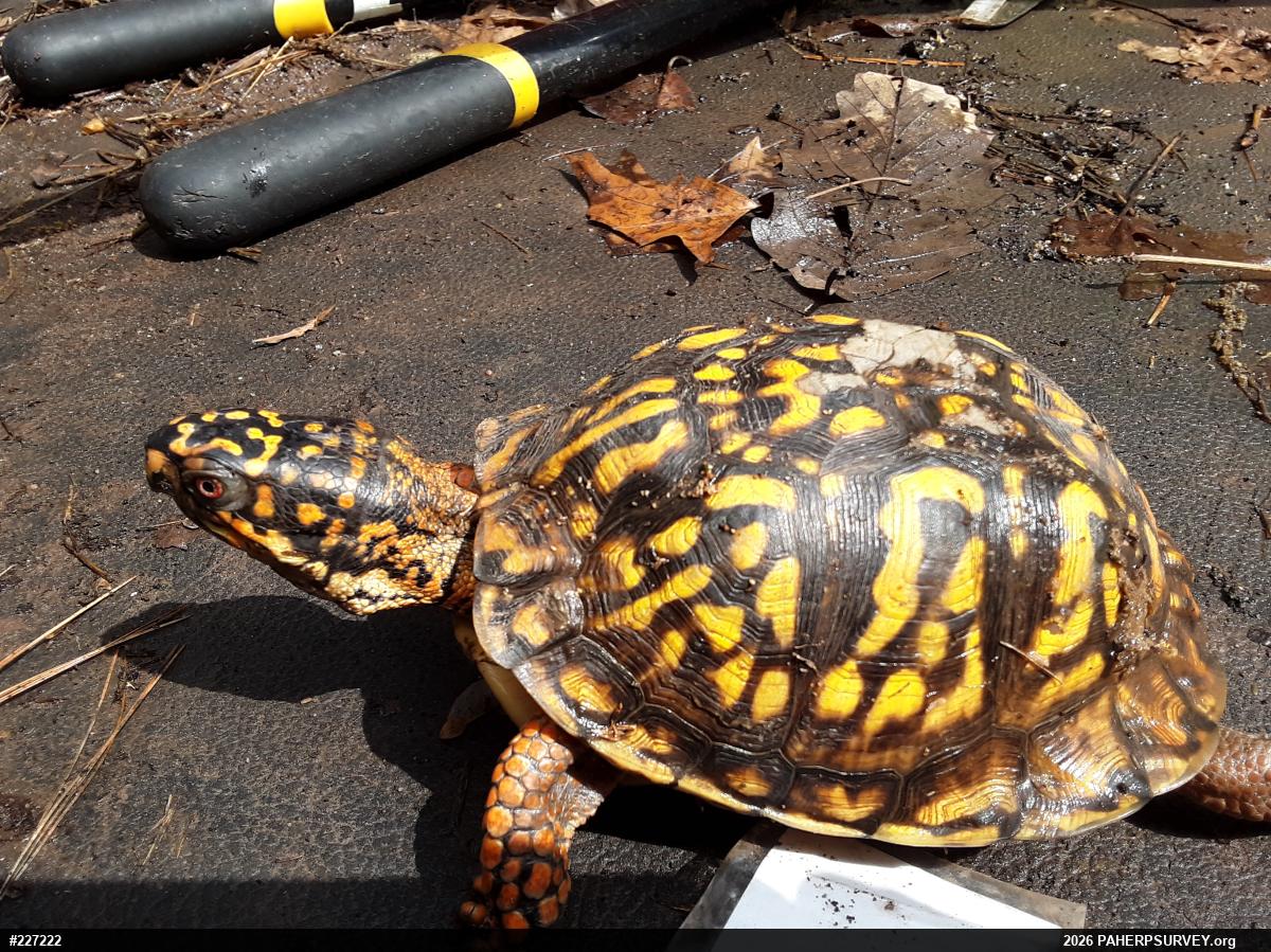 Eastern Box Turtle