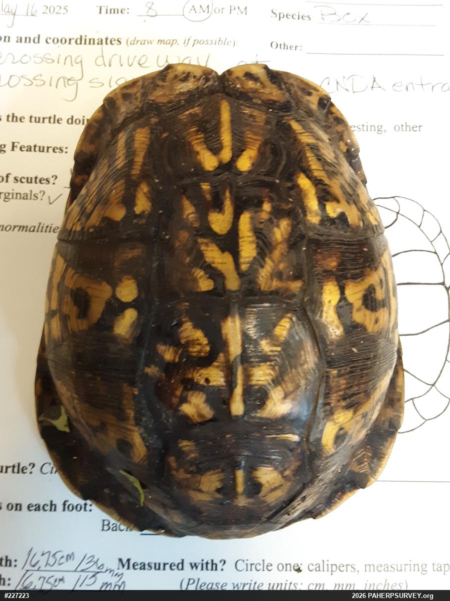 Eastern Box Turtle