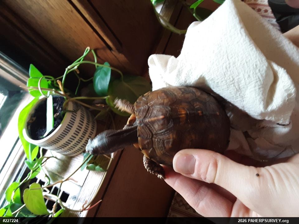 Eastern Box Turtle