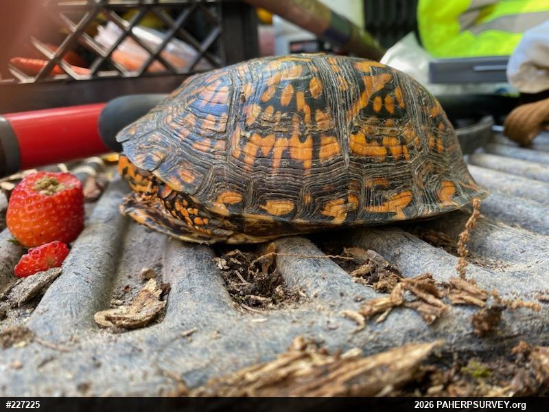 Eastern Box Turtle