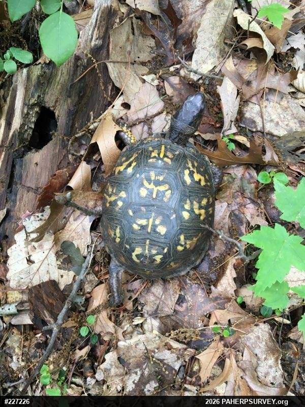 Eastern Box Turtle