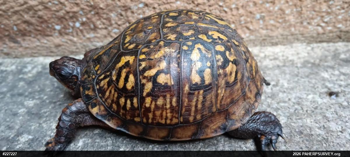 Eastern Box Turtle