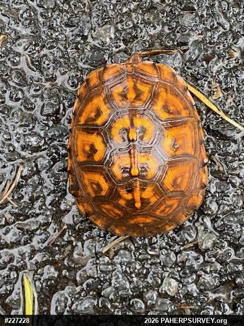 Eastern Box Turtle