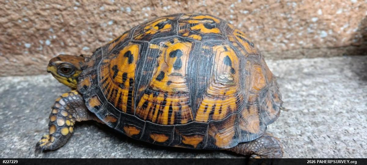 Eastern Box Turtle