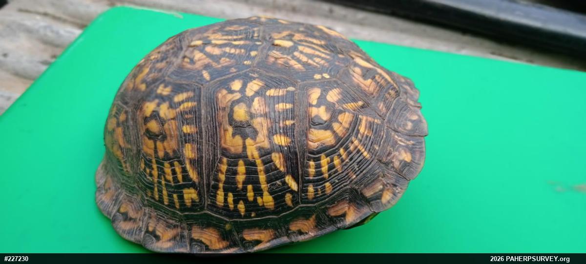 Eastern Box Turtle
