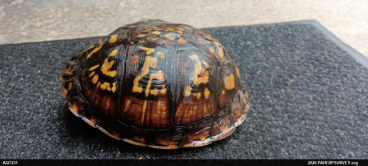 Eastern Box Turtle