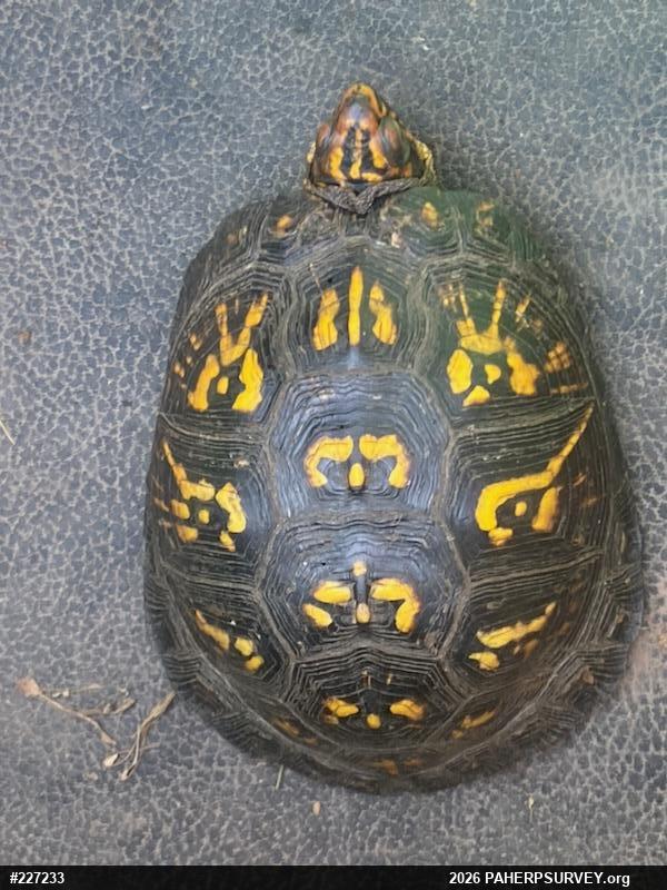 Eastern Box Turtle