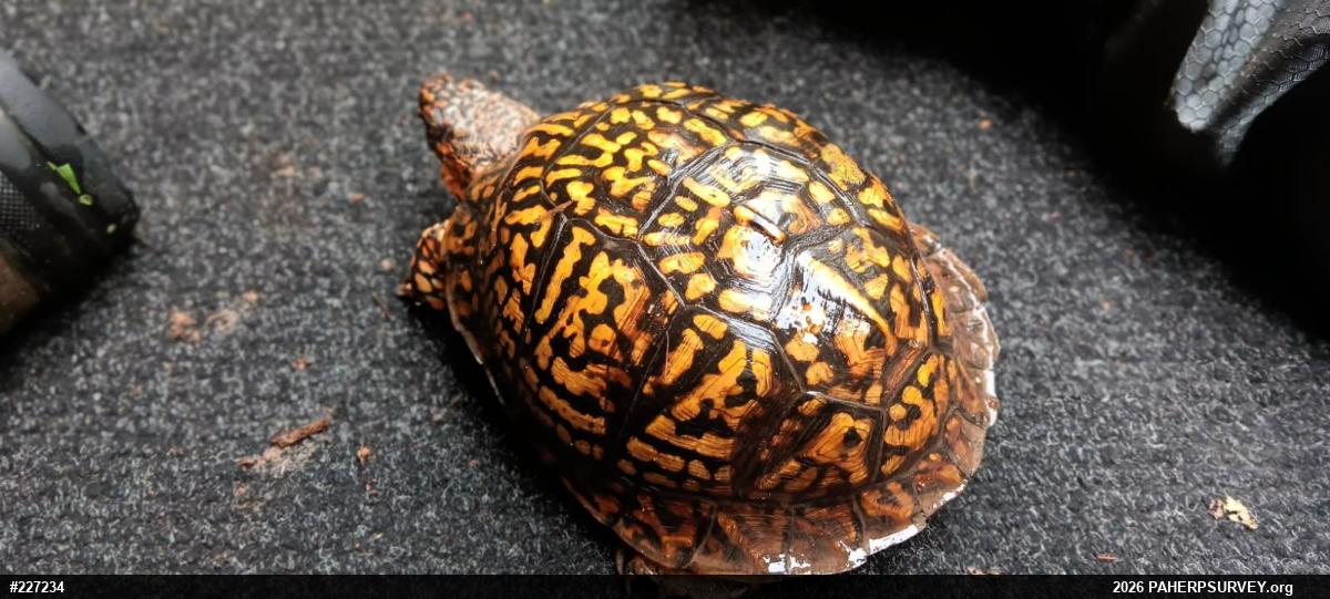 Eastern Box Turtle