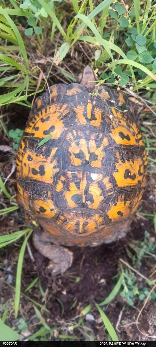 Eastern Box Turtle