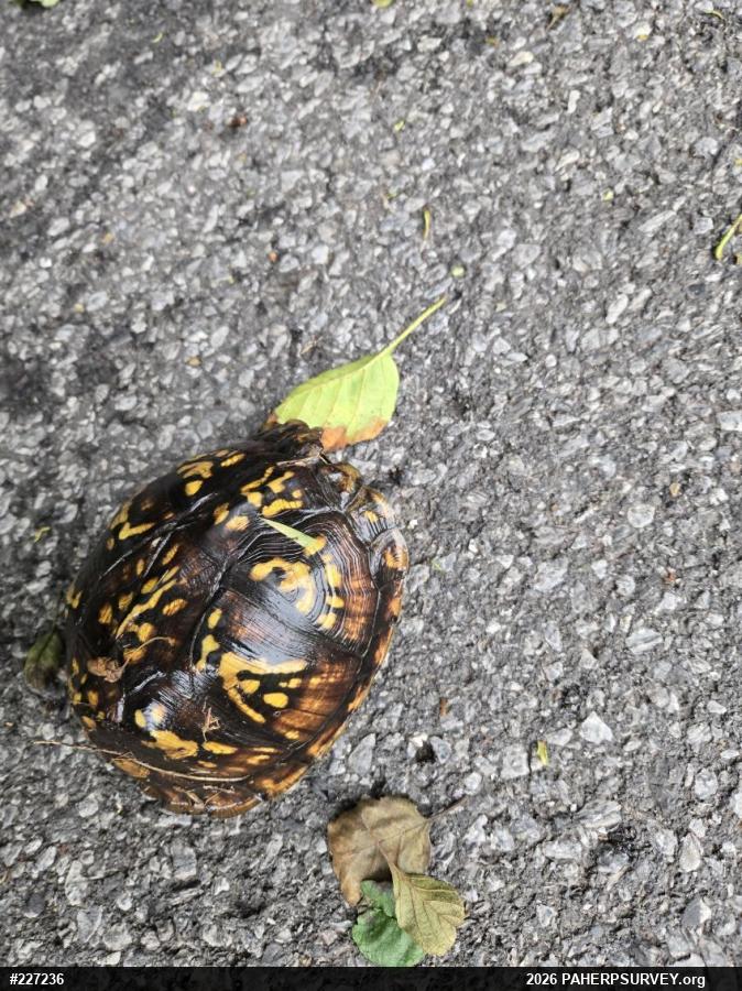 Eastern Box Turtle