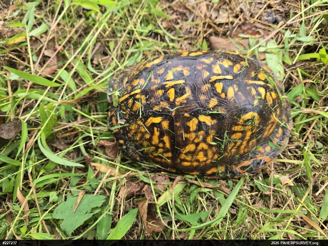 Eastern Box Turtle