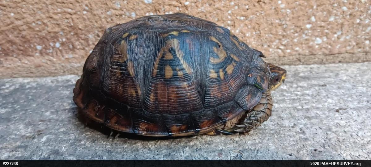 Eastern Box Turtle