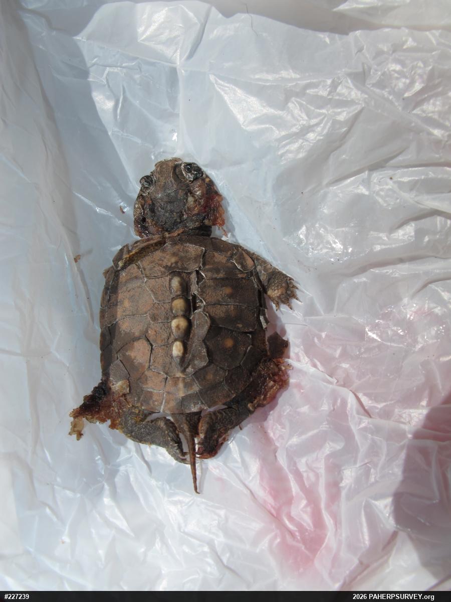 Eastern Box Turtle