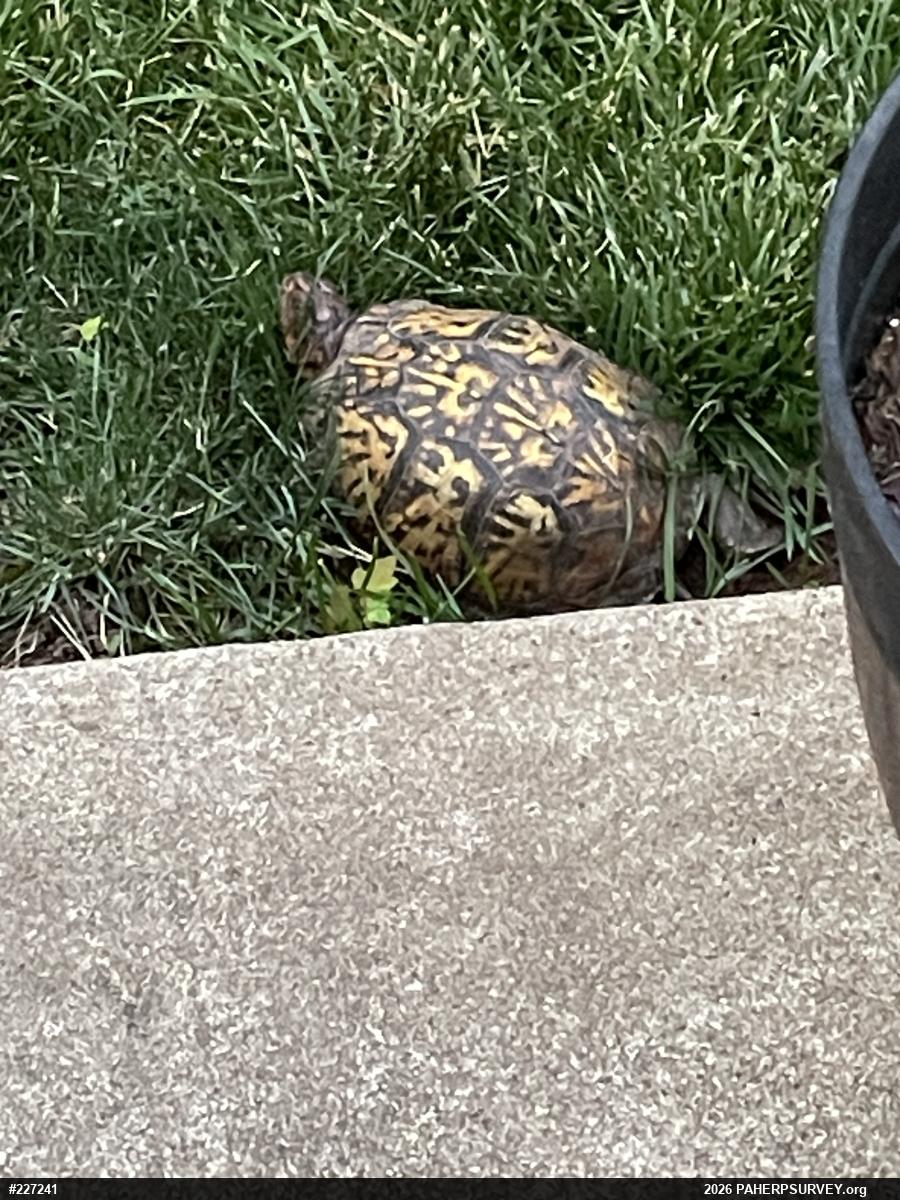 Eastern Box Turtle
