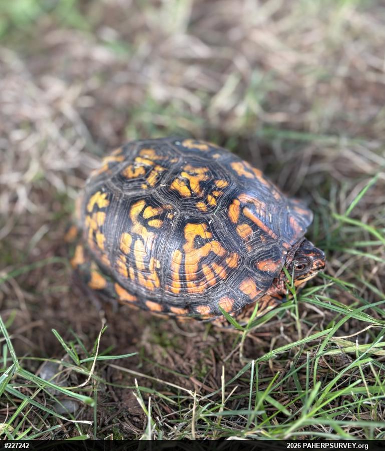 Eastern Box Turtle