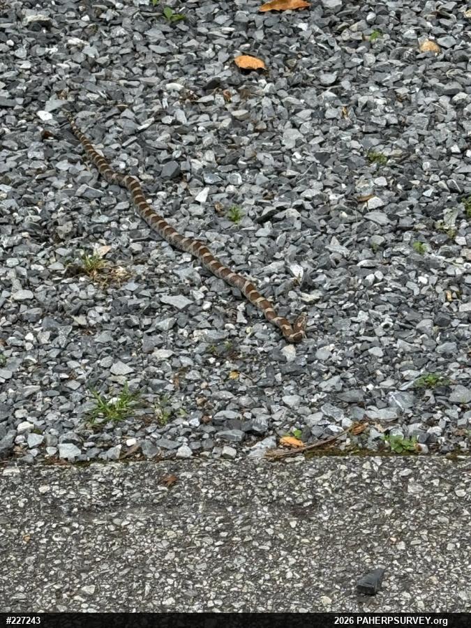 Eastern Milksnake