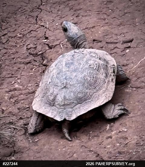 Wood Turtle