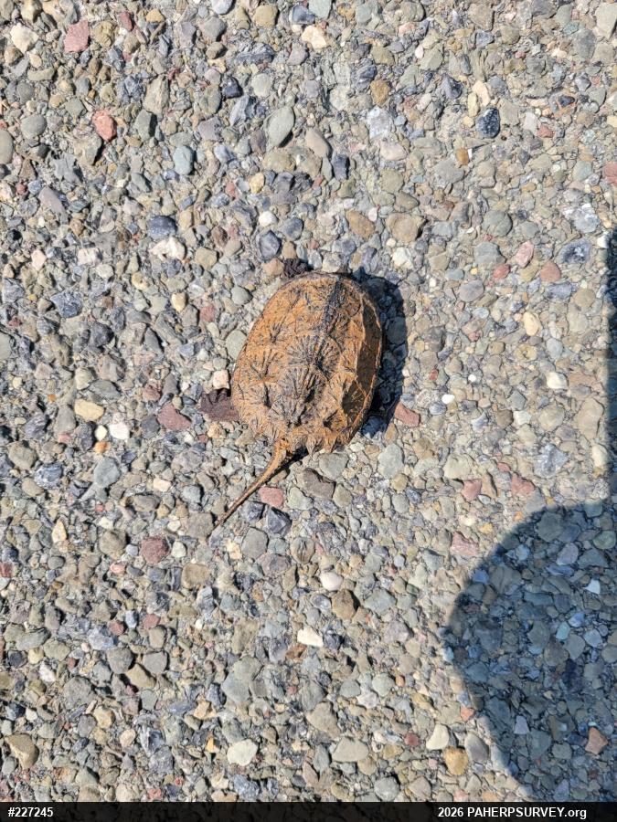 Snapping Turtle