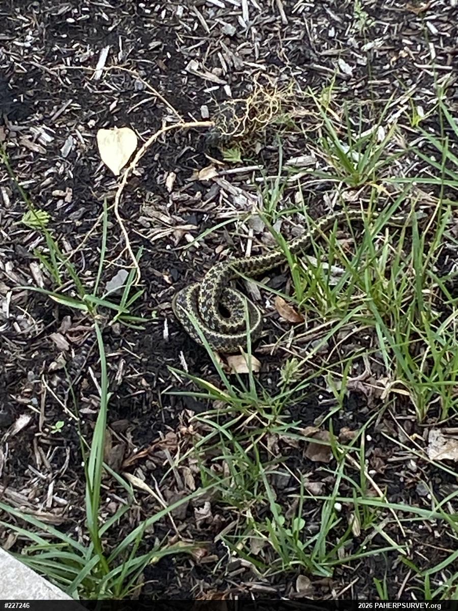 Eastern Gartersnake