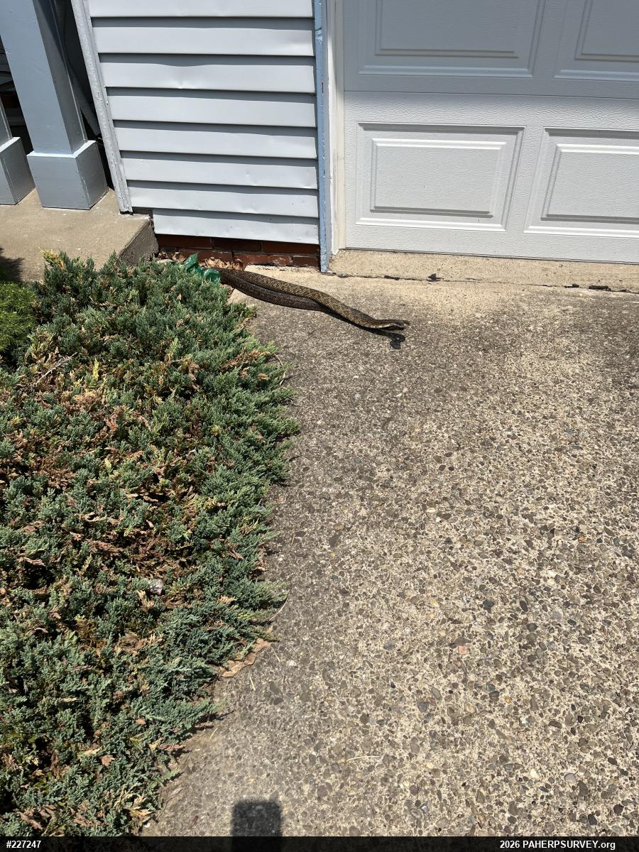 Eastern Ratsnake