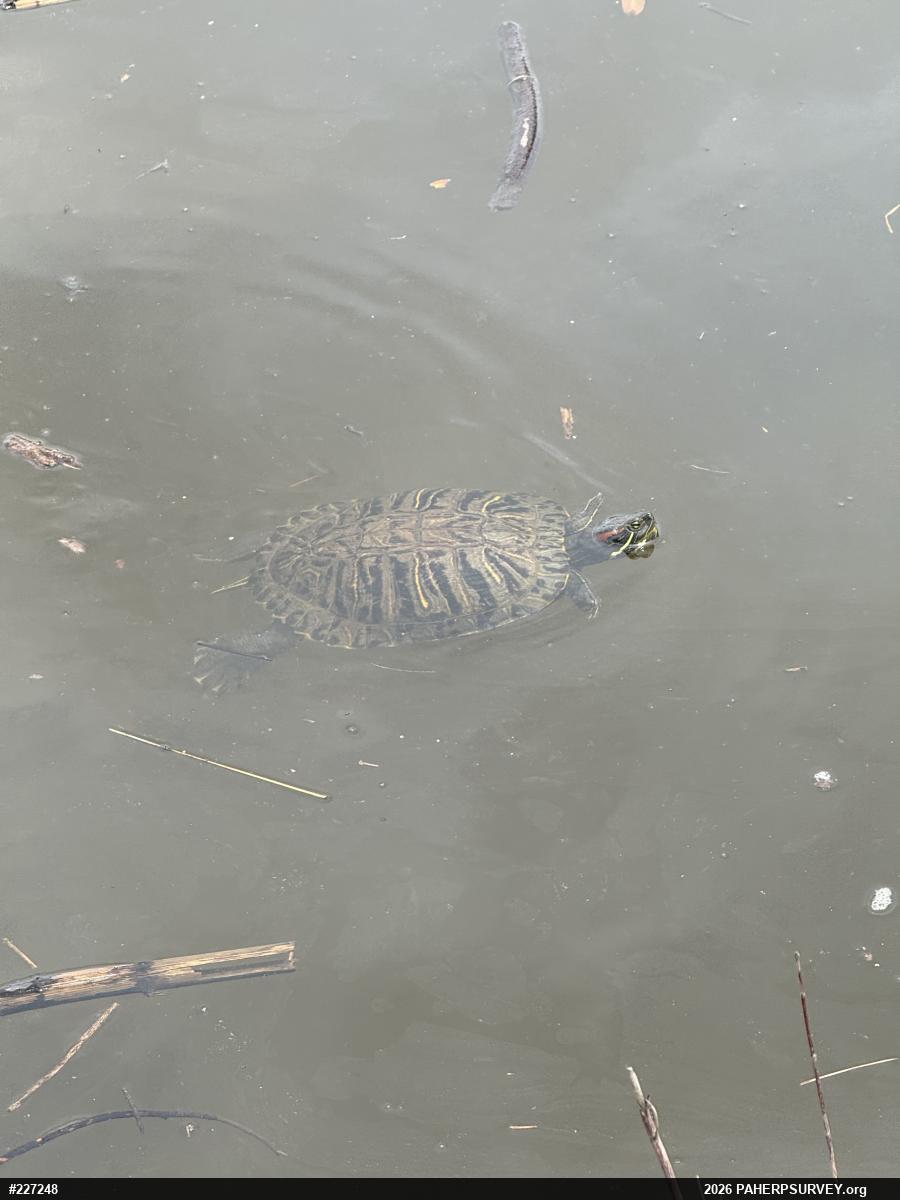 Red-eared Slider