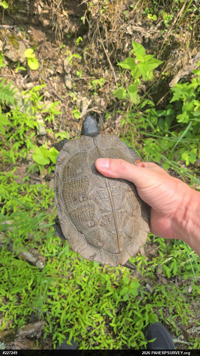Wood Turtle