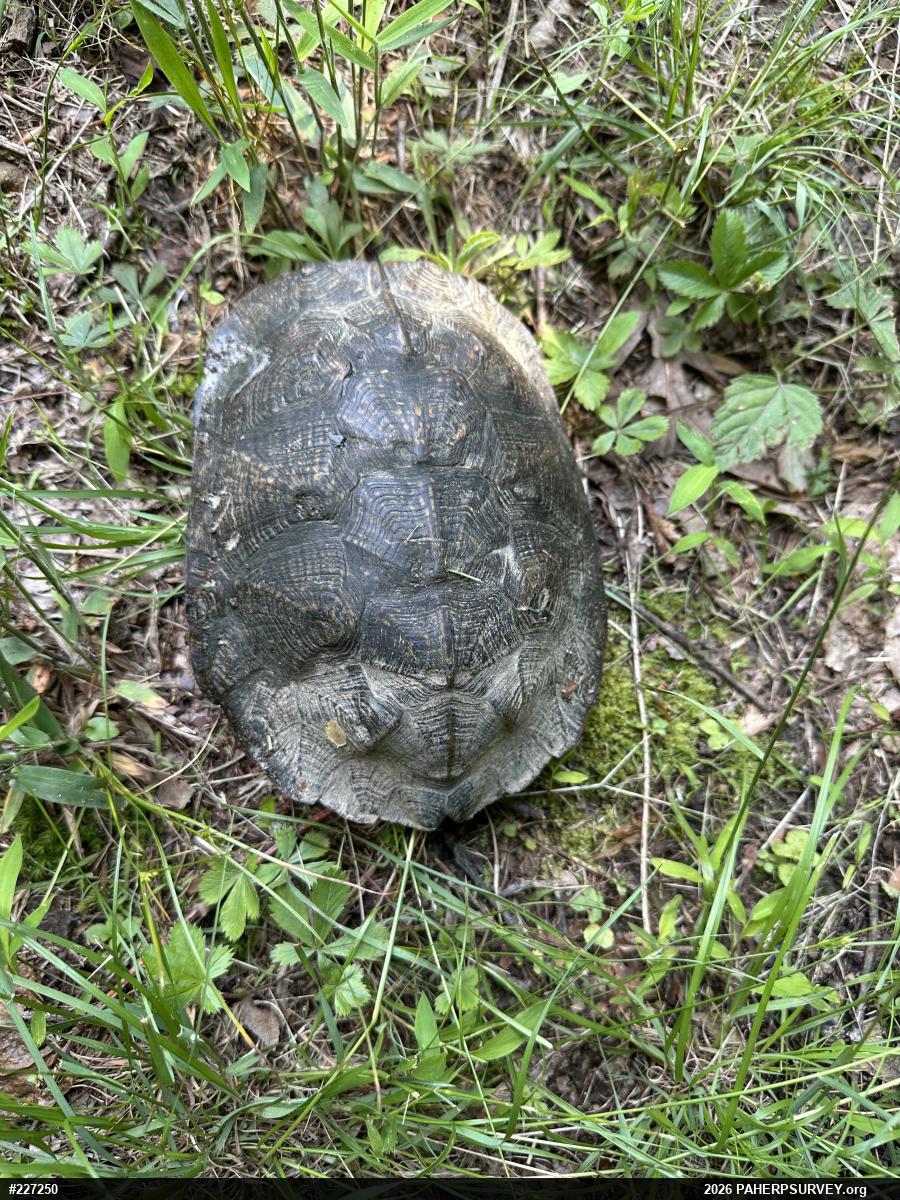 Wood Turtle