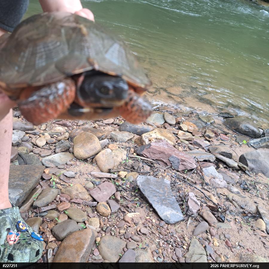 Wood Turtle